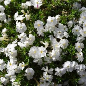 Phlox douglasii 'White Admiral' ---